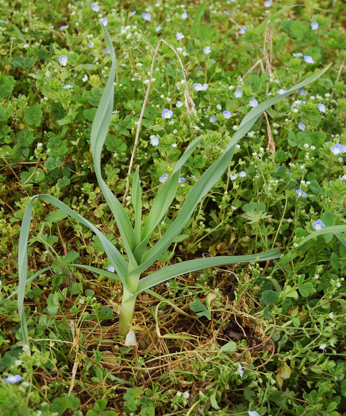 Allium polyanthum