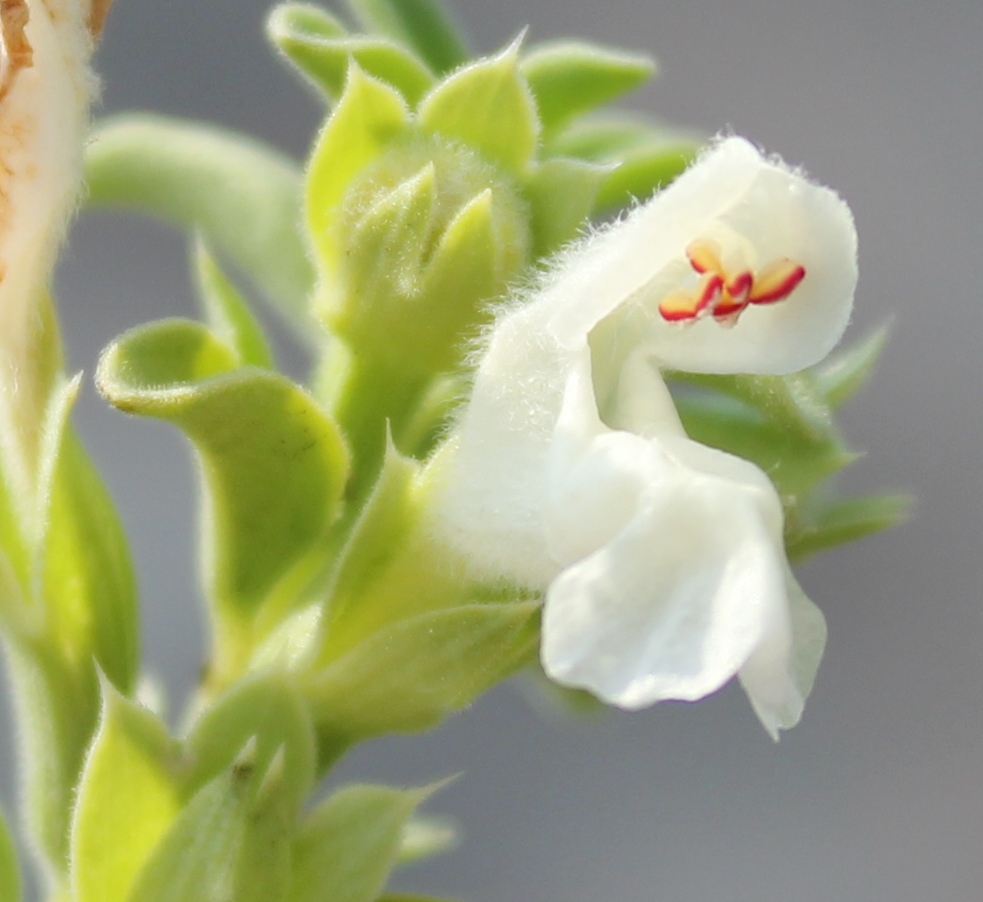 Dracocephalum renati
