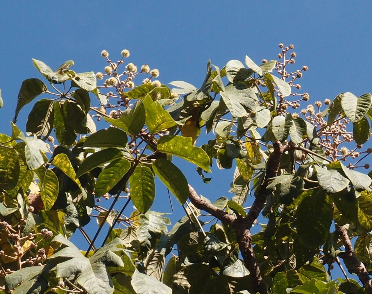 Brassaiopsis chengkangensis