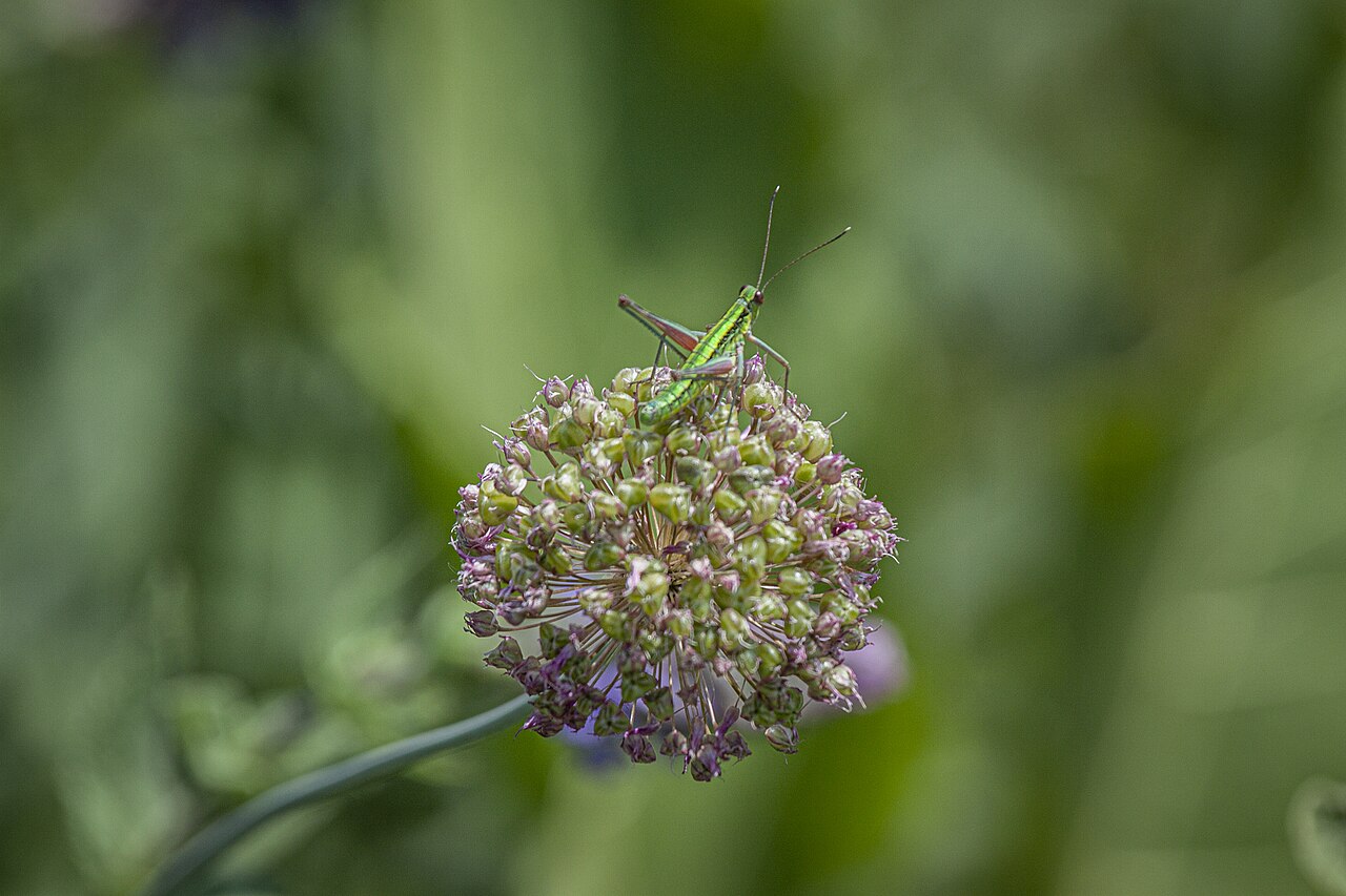 Allium pallasii
