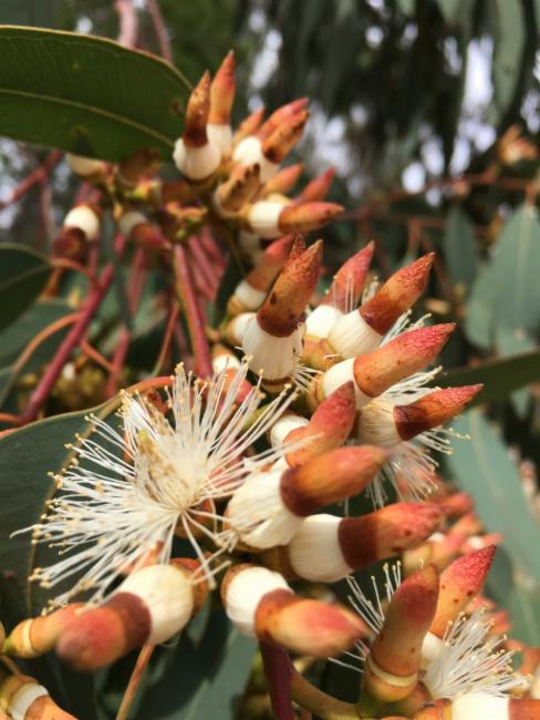 Tumbledown red gum or hill redgum