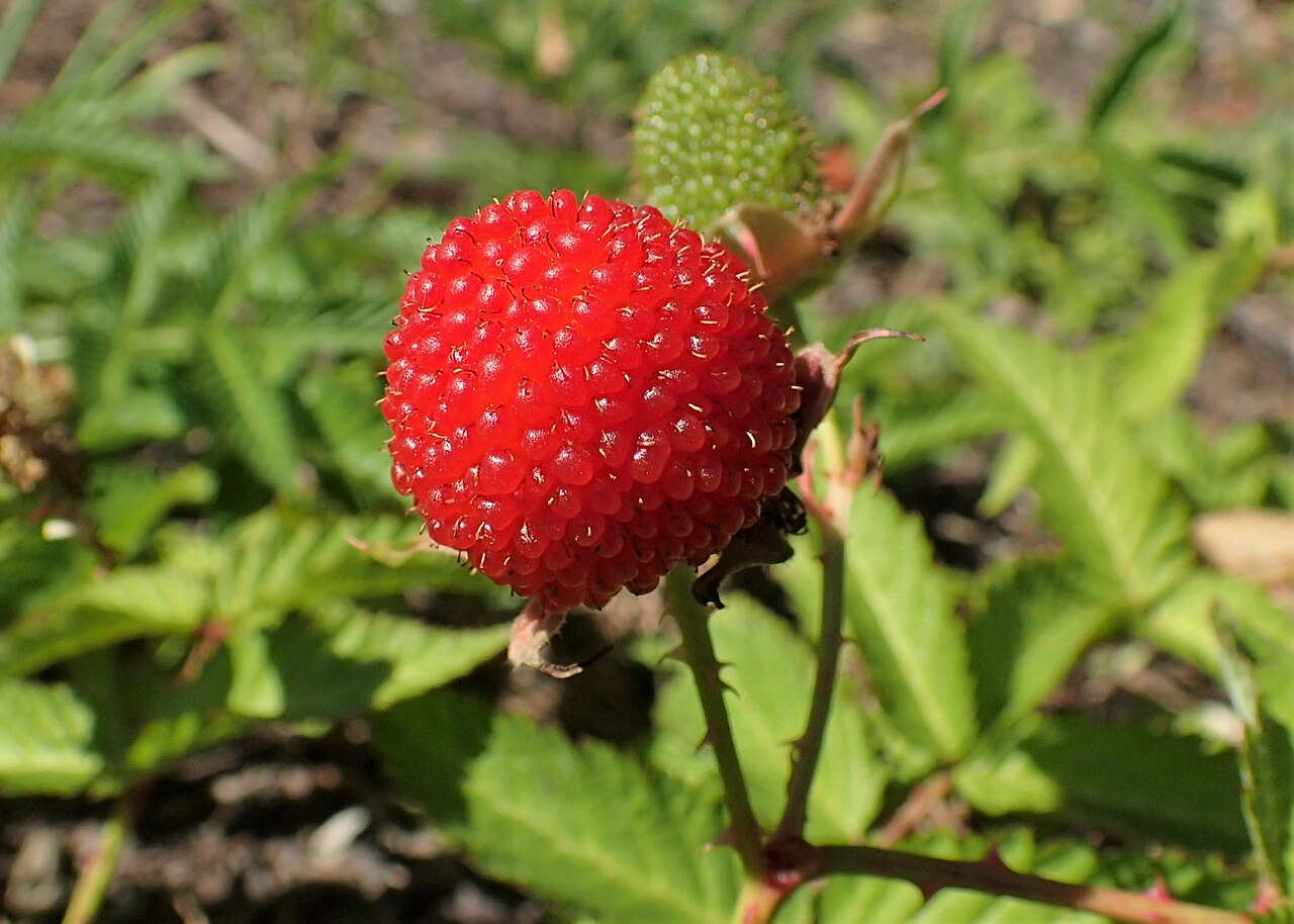 Rubus illecebrosus