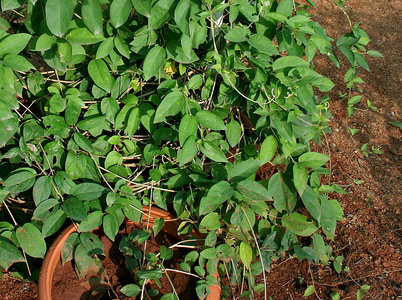 Gymnema sylvestre