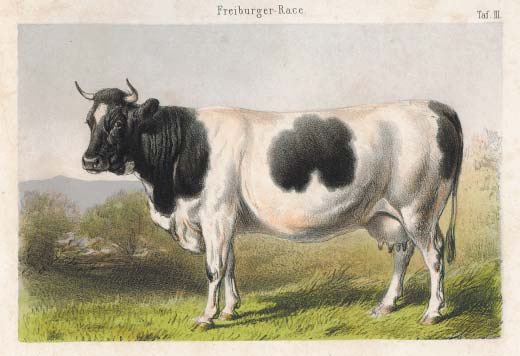Fribourgeoise