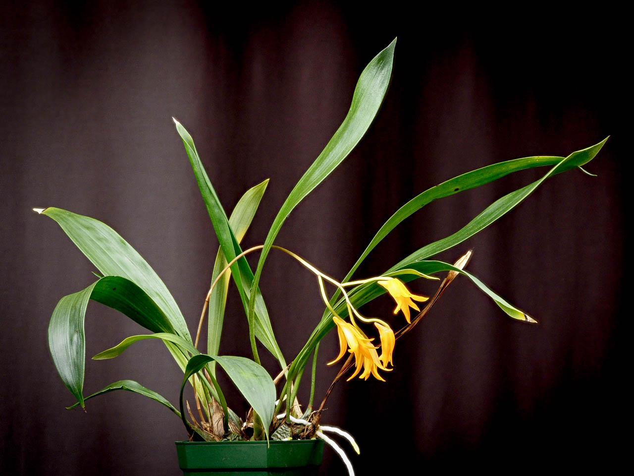 Bifrenaria aureofulva