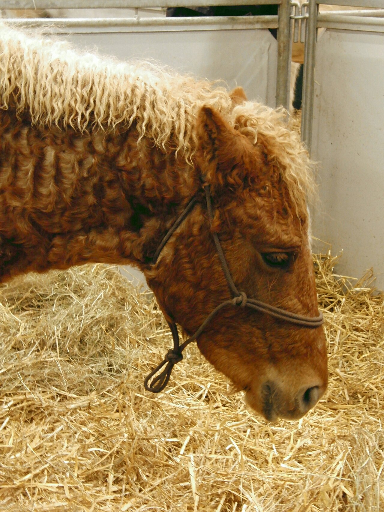 American Bashkir Curly