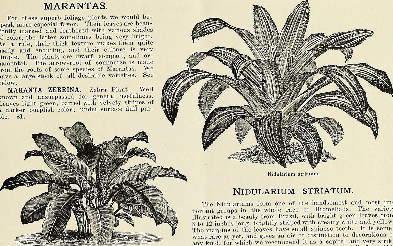 Nidularium bicolor