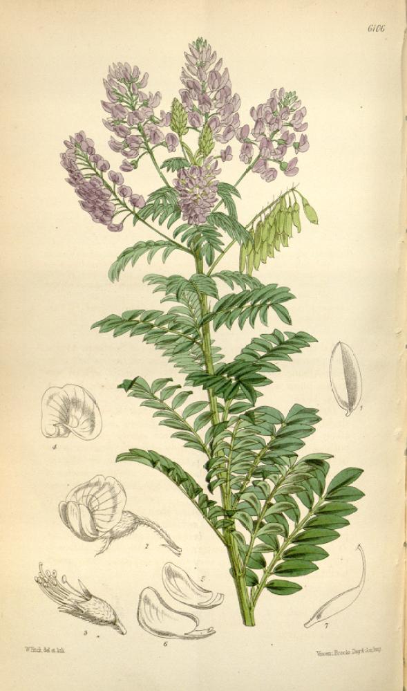 Lessertia perennans