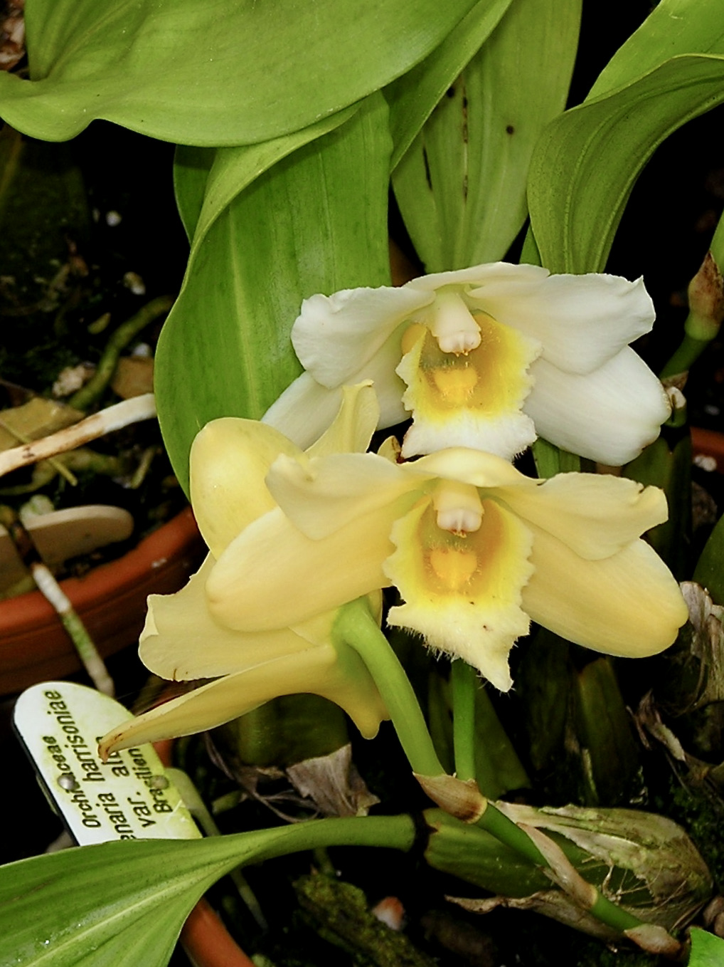 Bifrenaria harrisoniae
