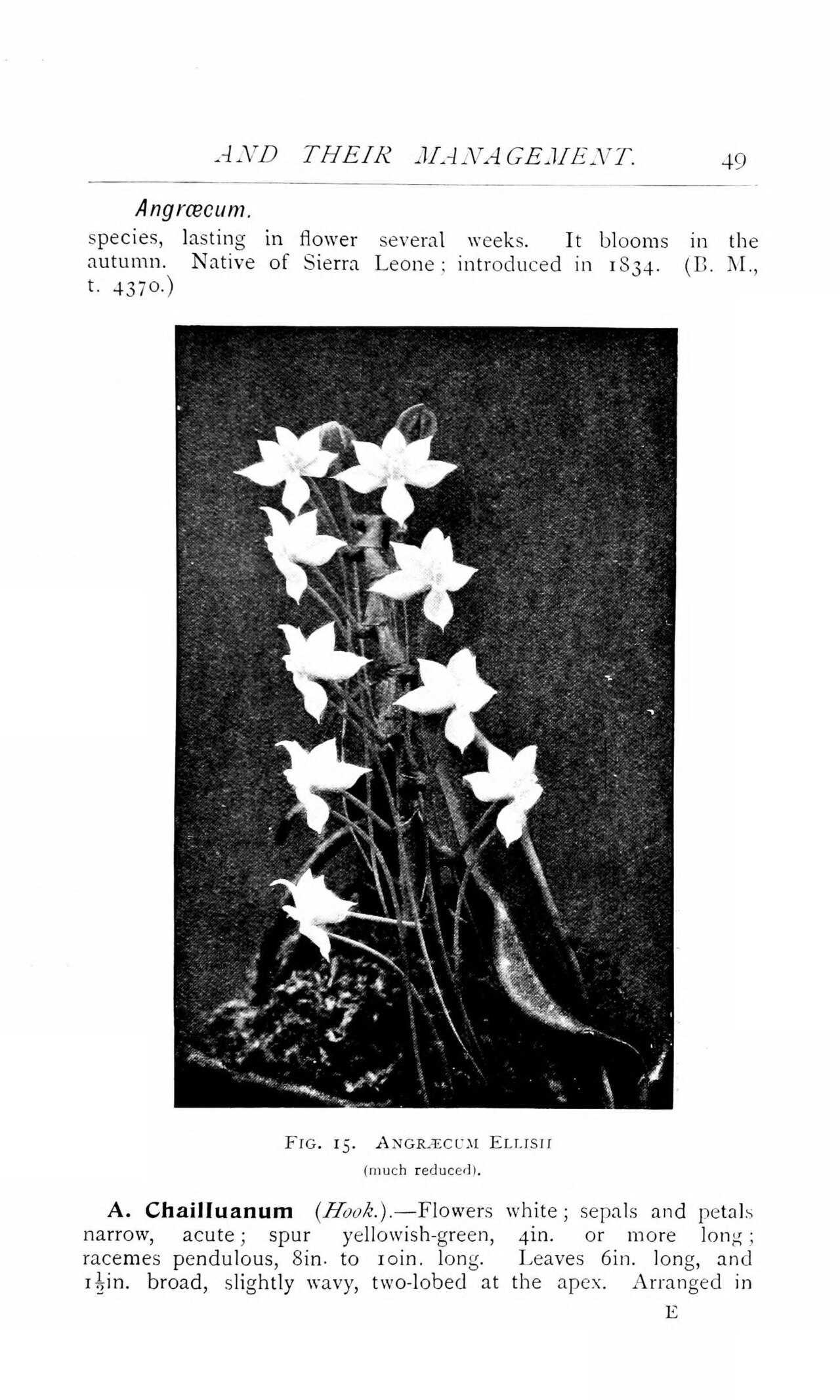 Aerangis ellisii