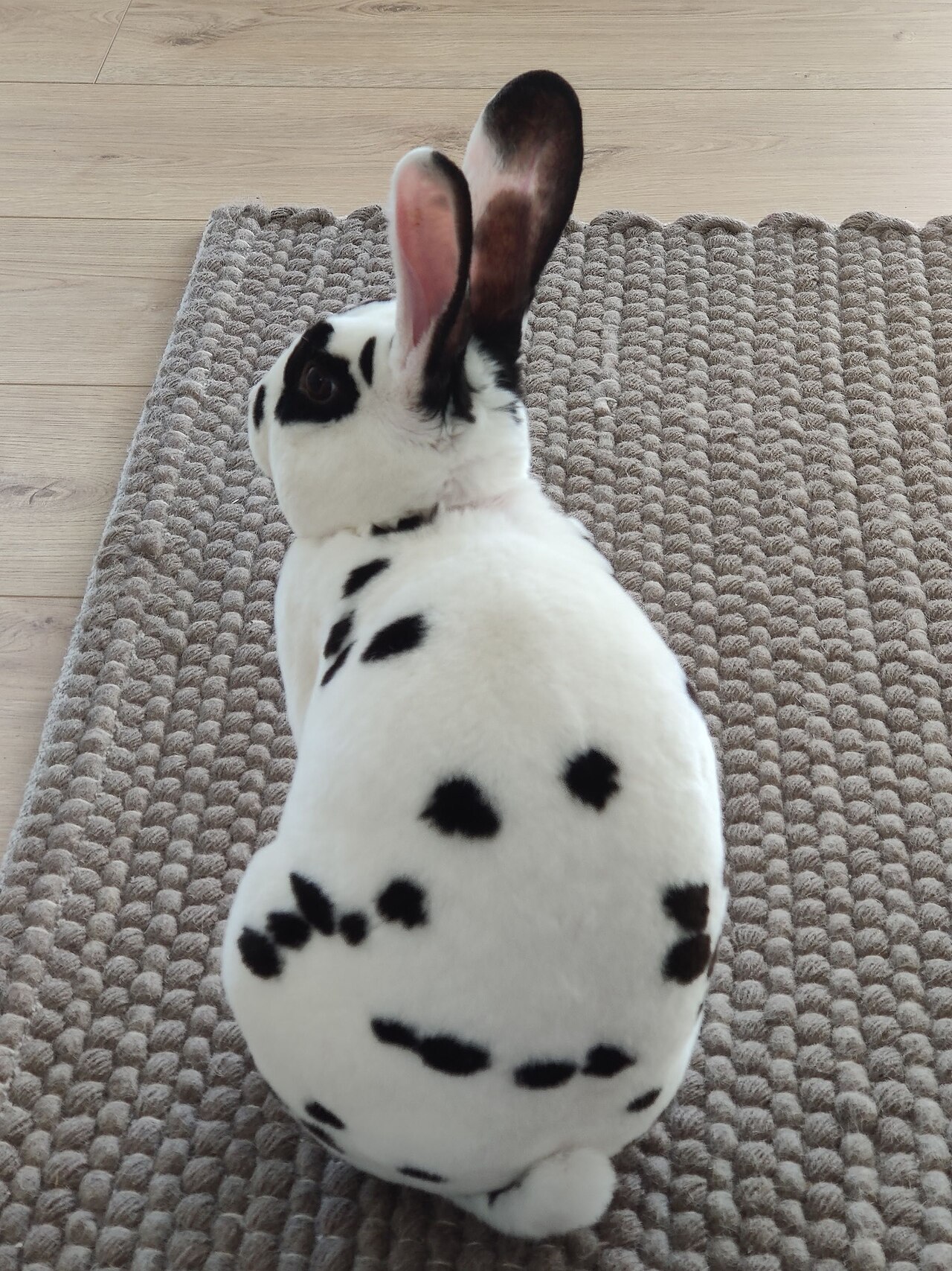 Dalmatian