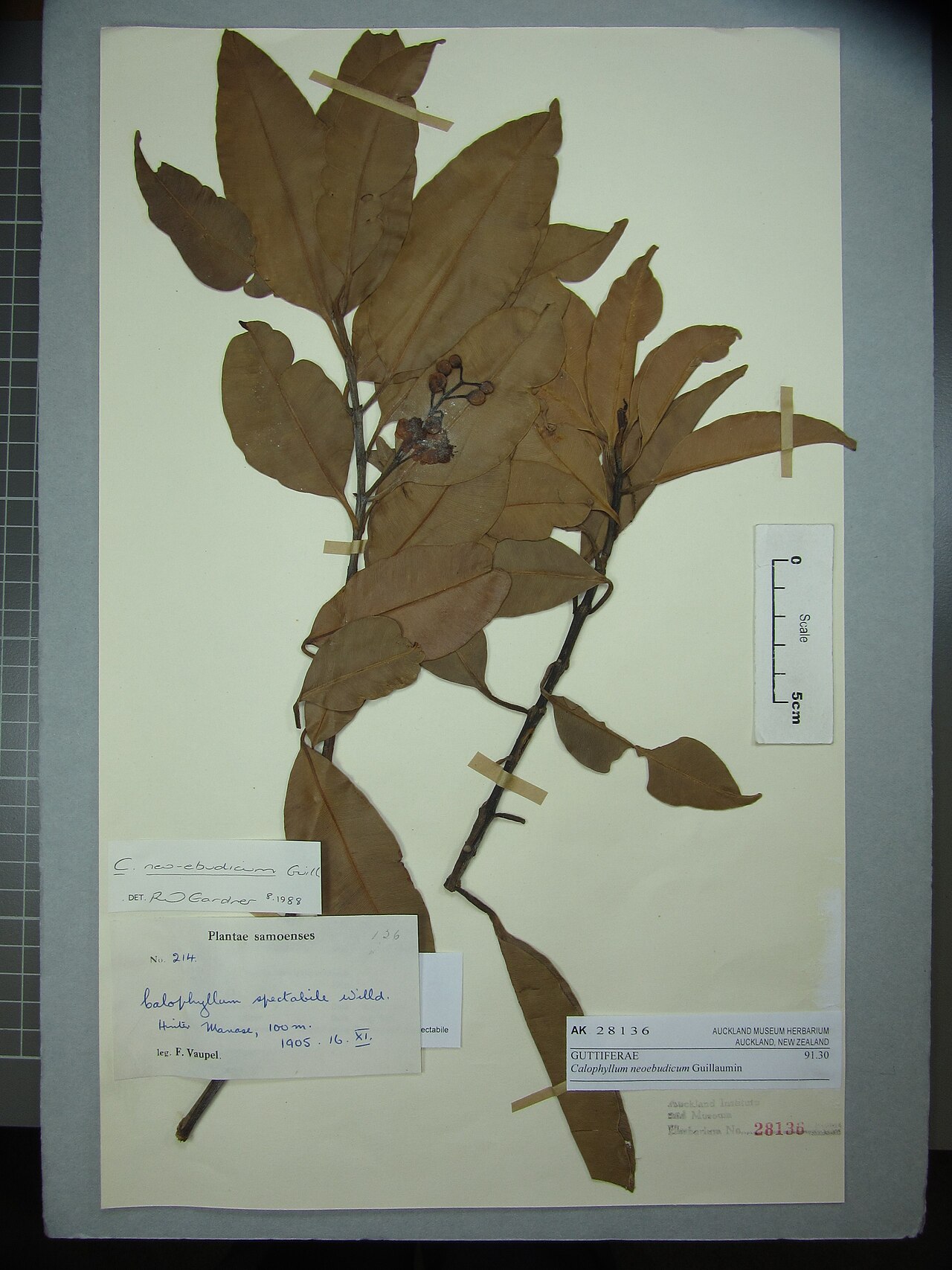 Calophyllum neoebudicum