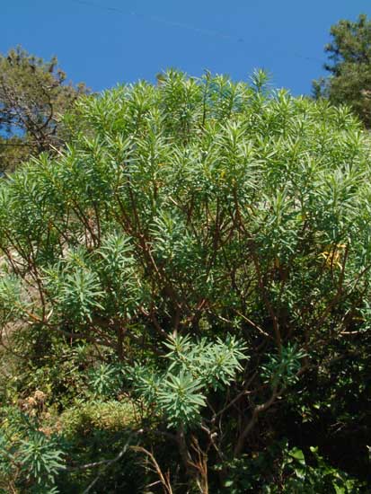 Tree spurge