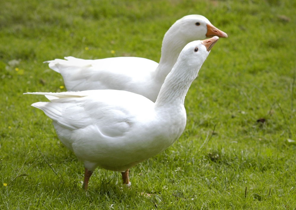 Diepholz goose