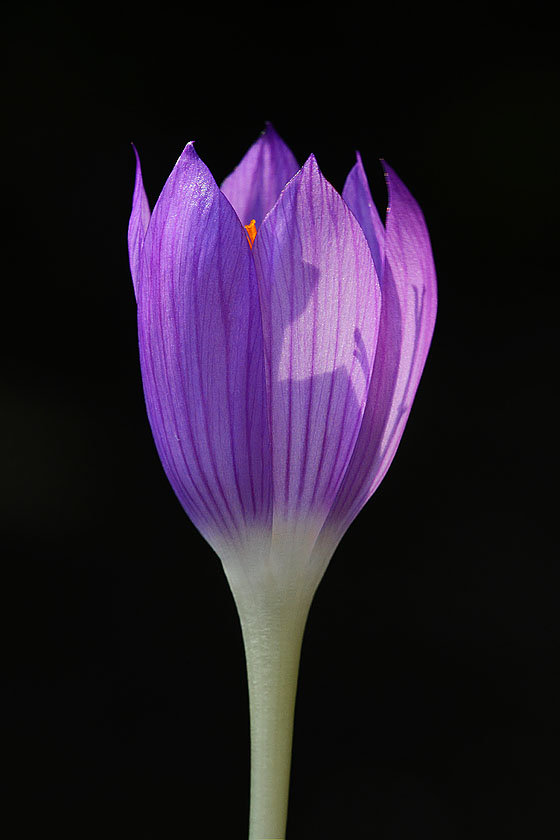 Crocus autranii