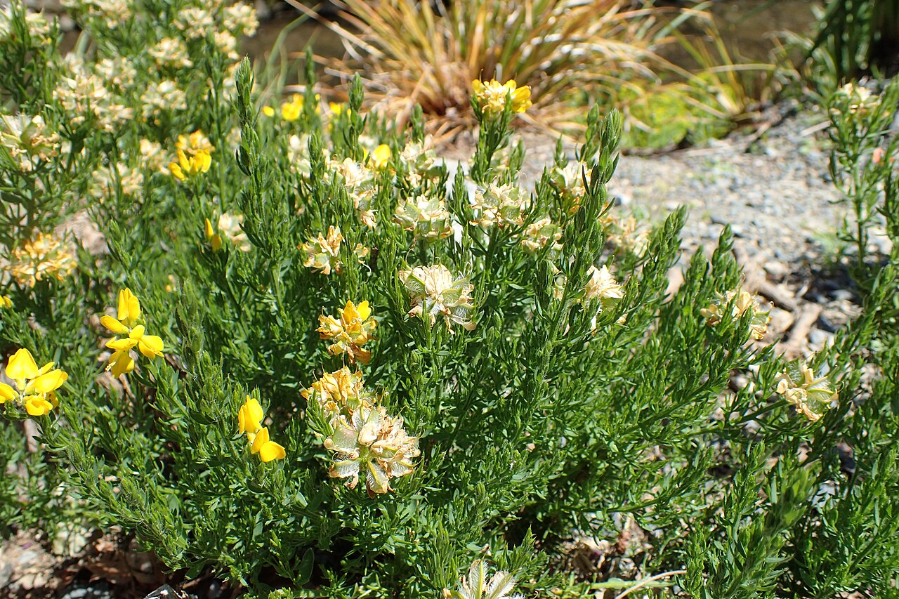 Genista hispanica