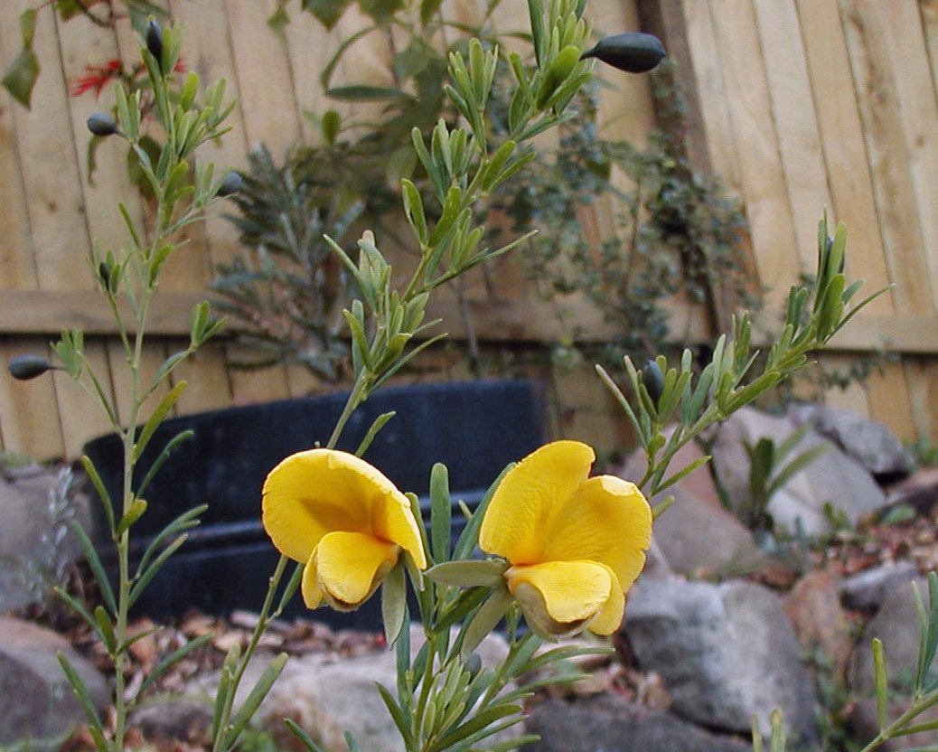 Golden glory pea or giant wedge-pea
