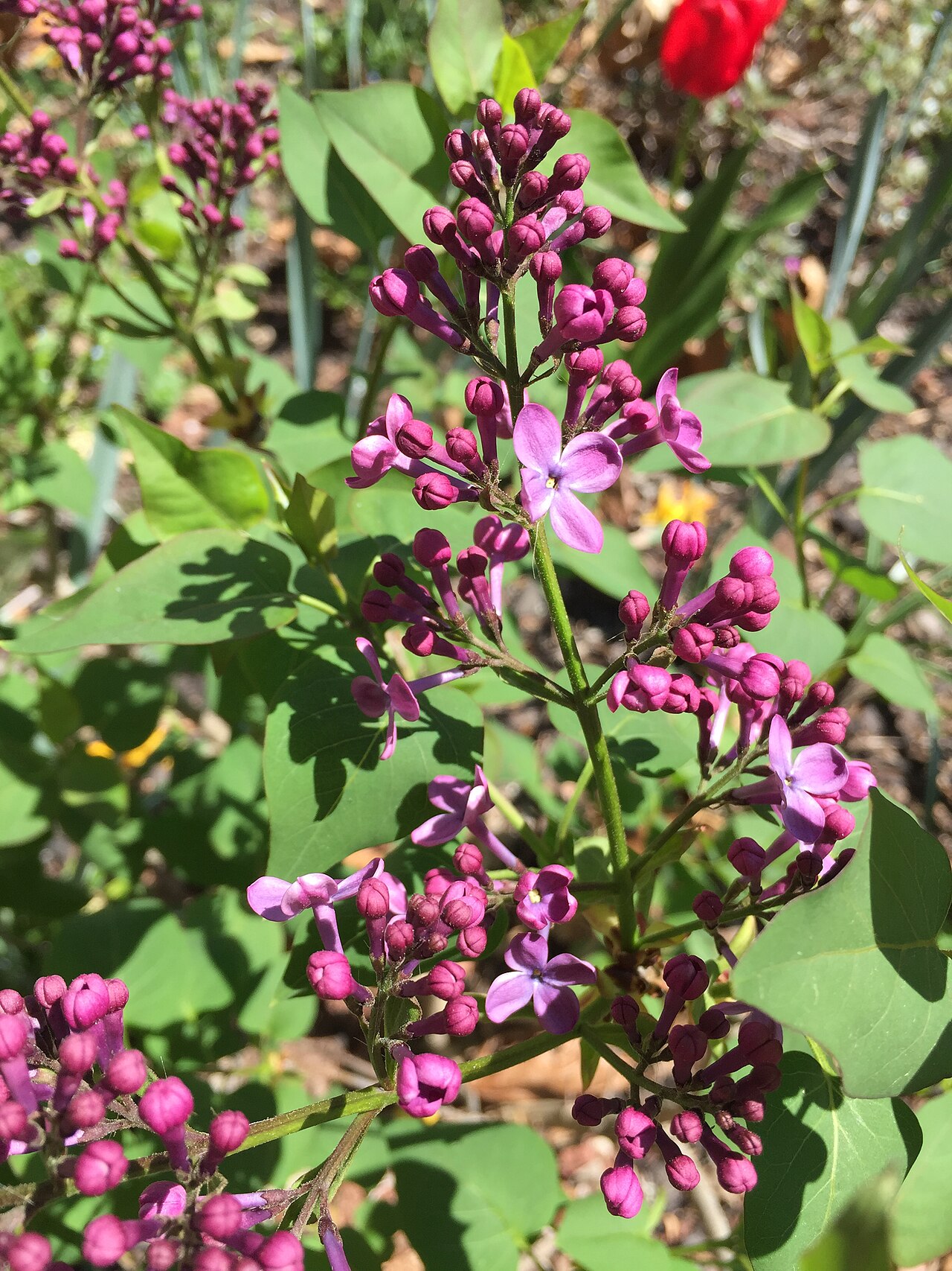 Syringa josiflexa