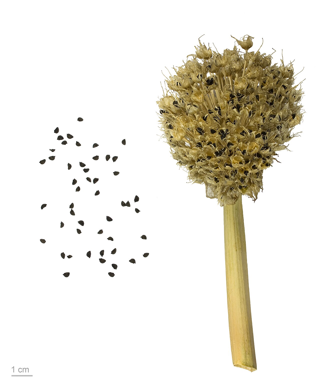 Allium caespitosum