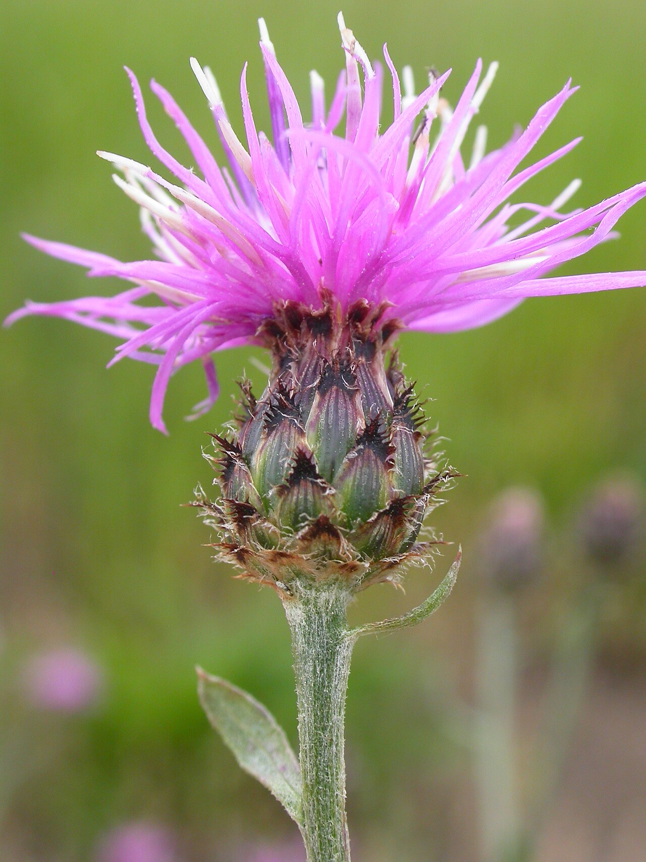 Centaurea coziensis