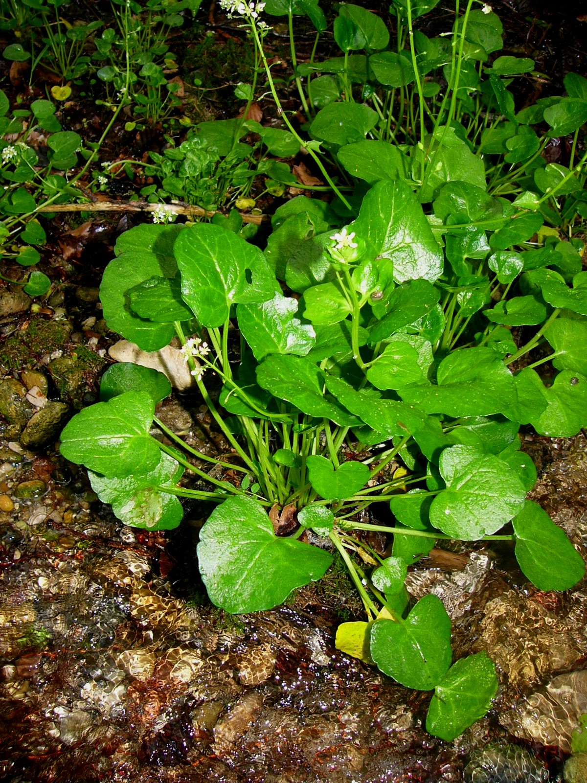 Cochlearia bavarica