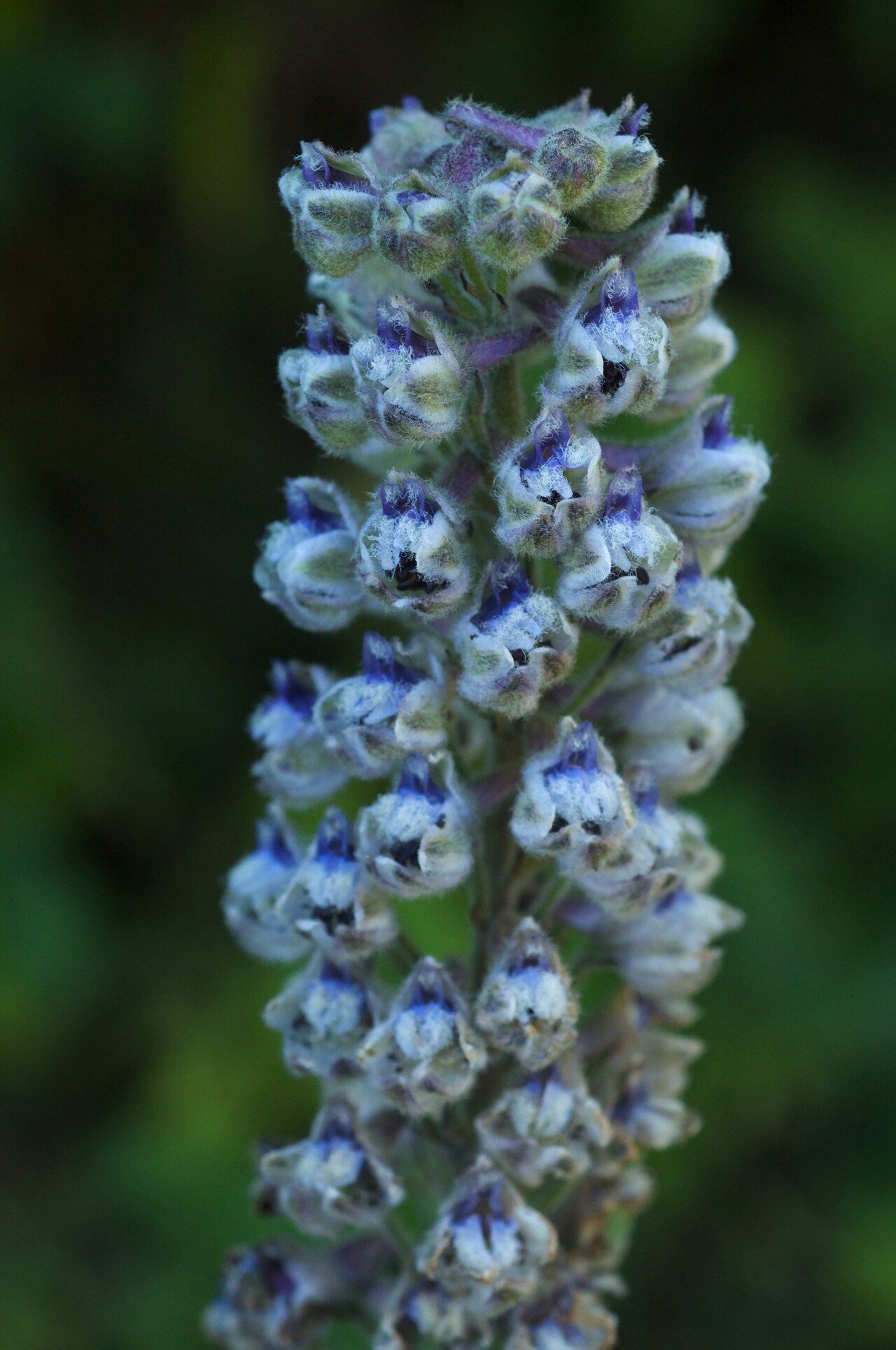 Delphinium californicum