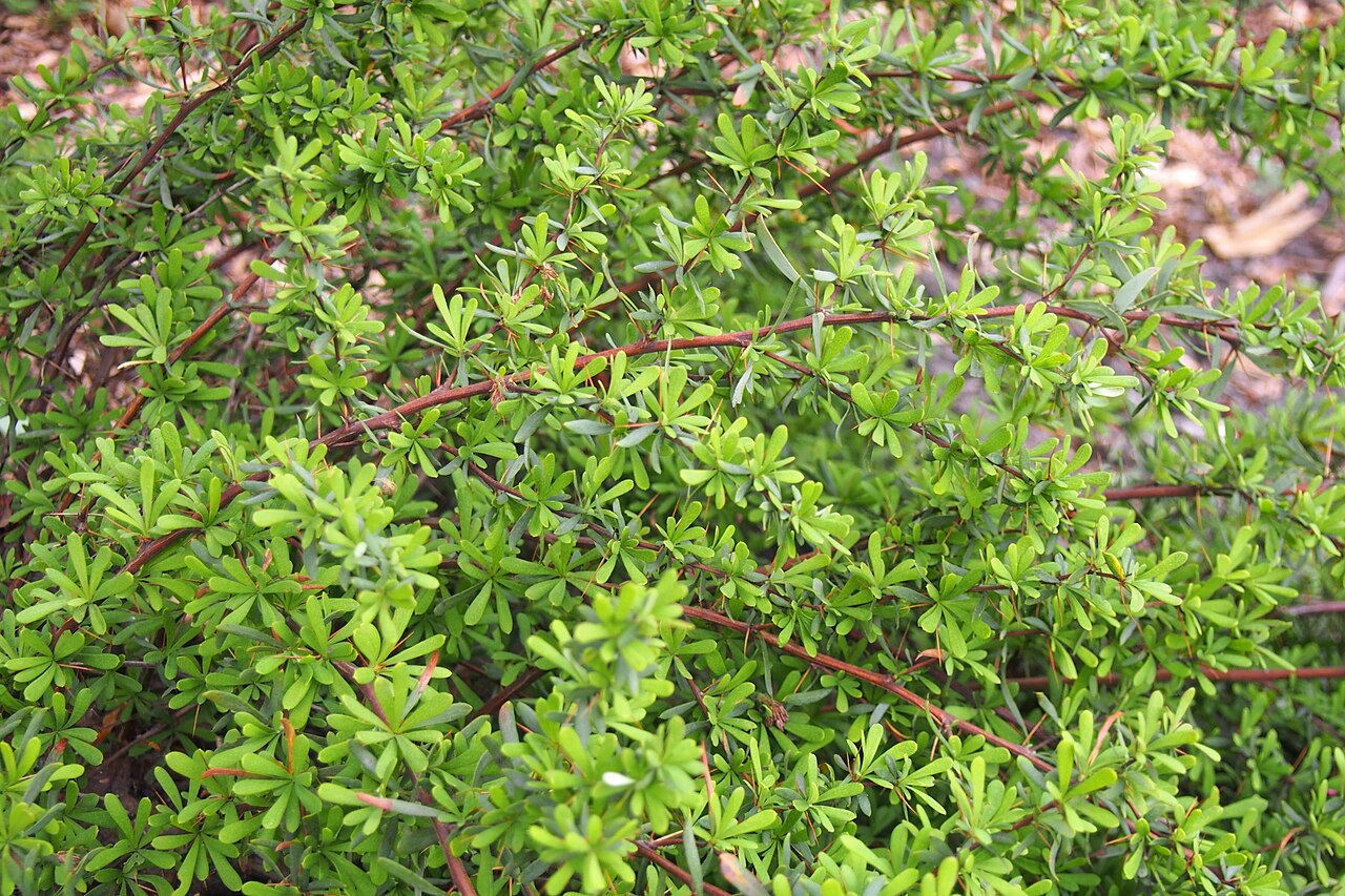 Berberis wilsoniae