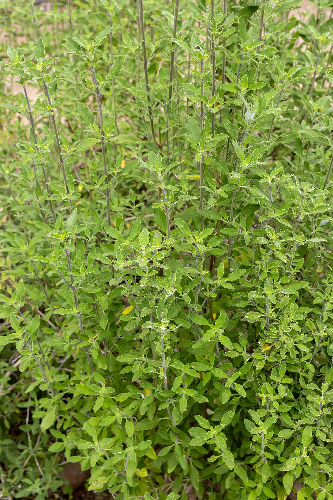 Bystropogon