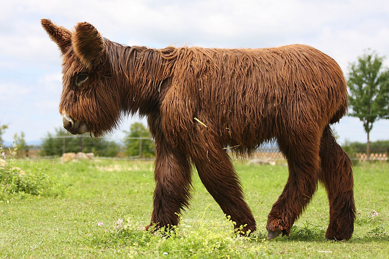Baudet du Poitou