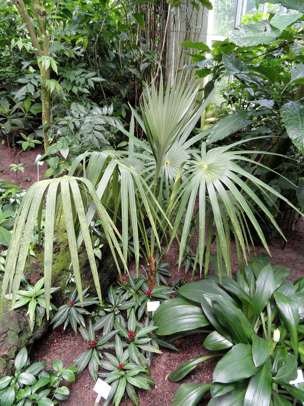 Coccothrinax yuraguana