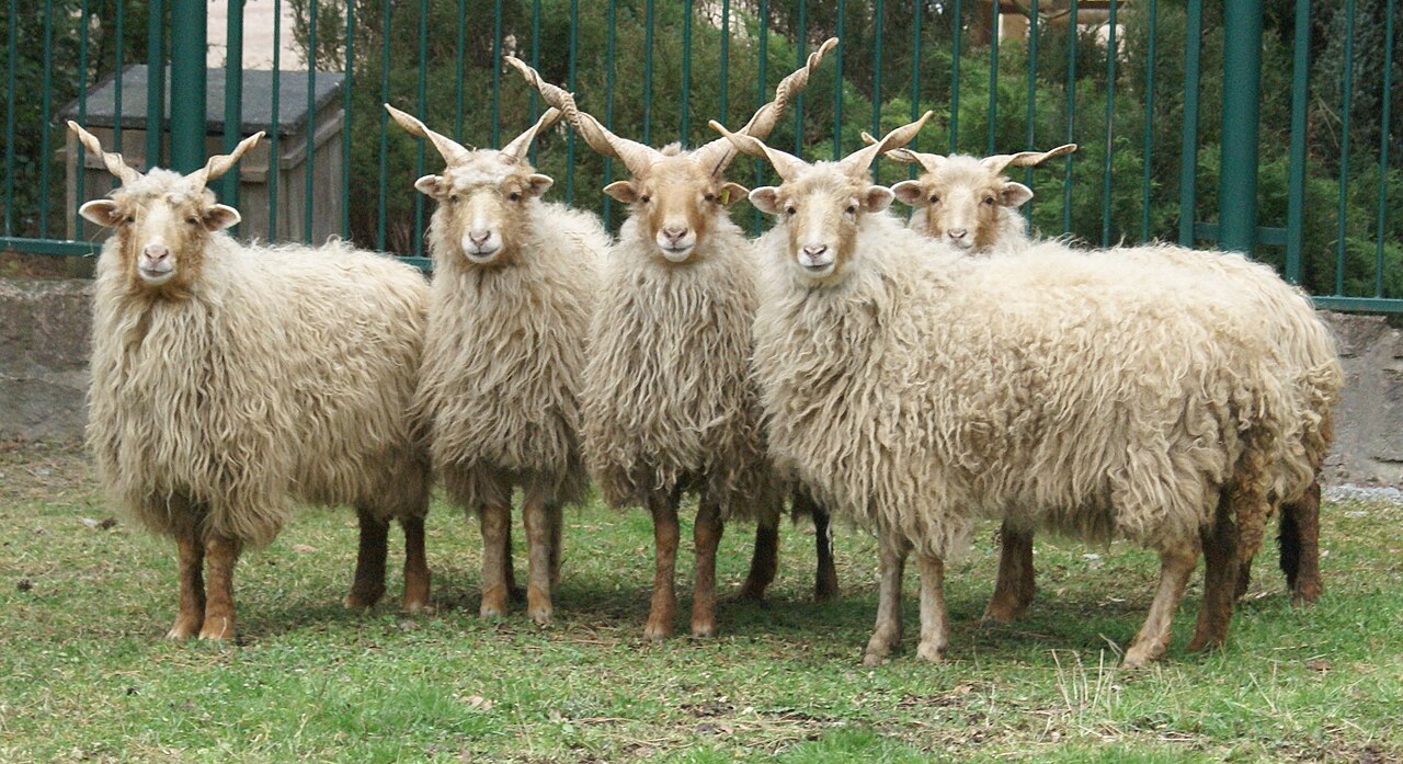 Racka