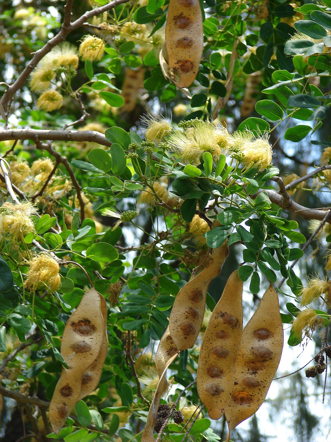 Inga macrophylla
