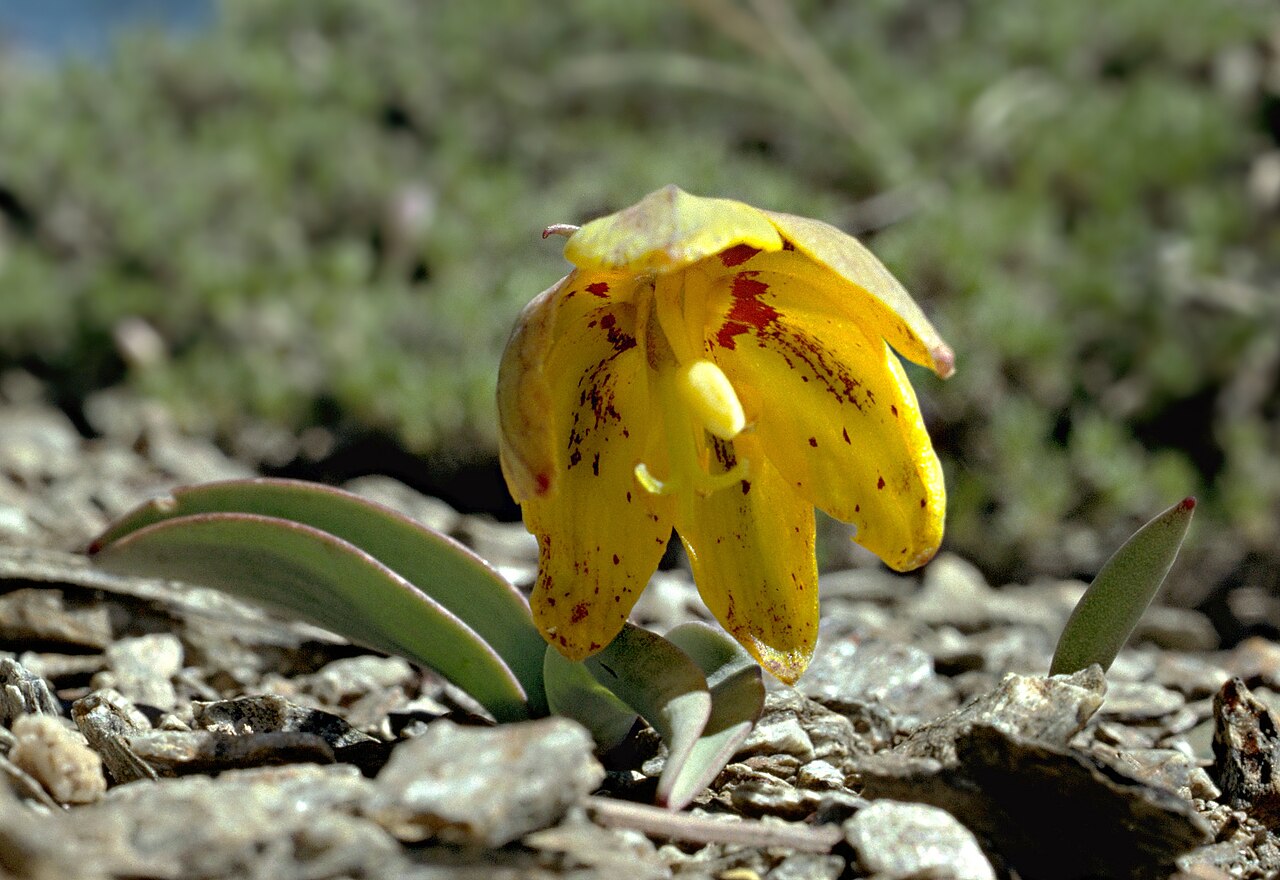 Fritillaria glauca