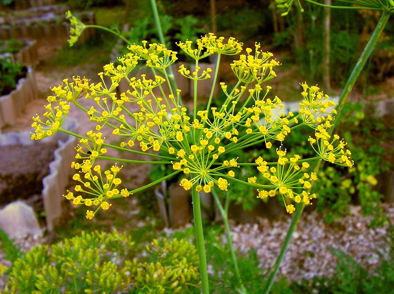 Anethum graveolens