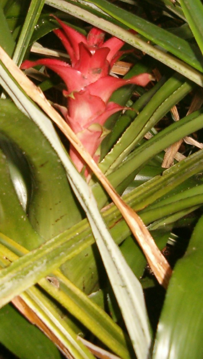 Canistropsis microps