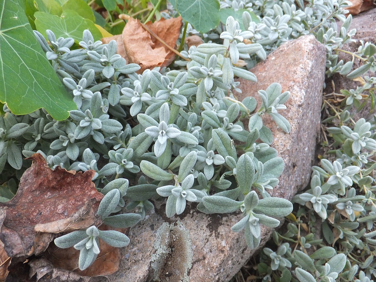 Cerastium tomentosum