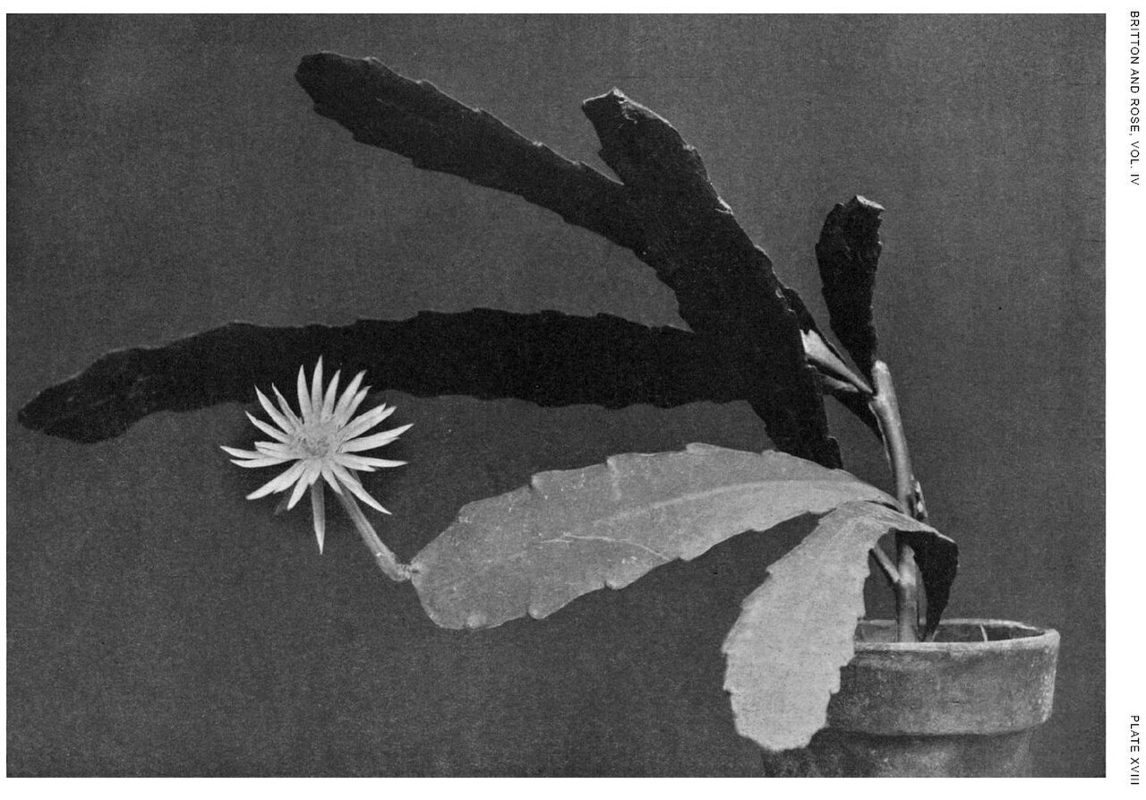 Epiphyllum pittieri