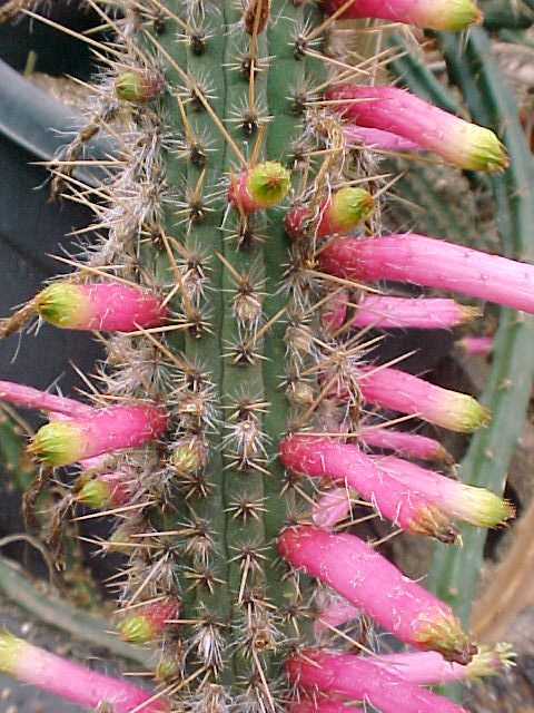 Cleistocactus dependens