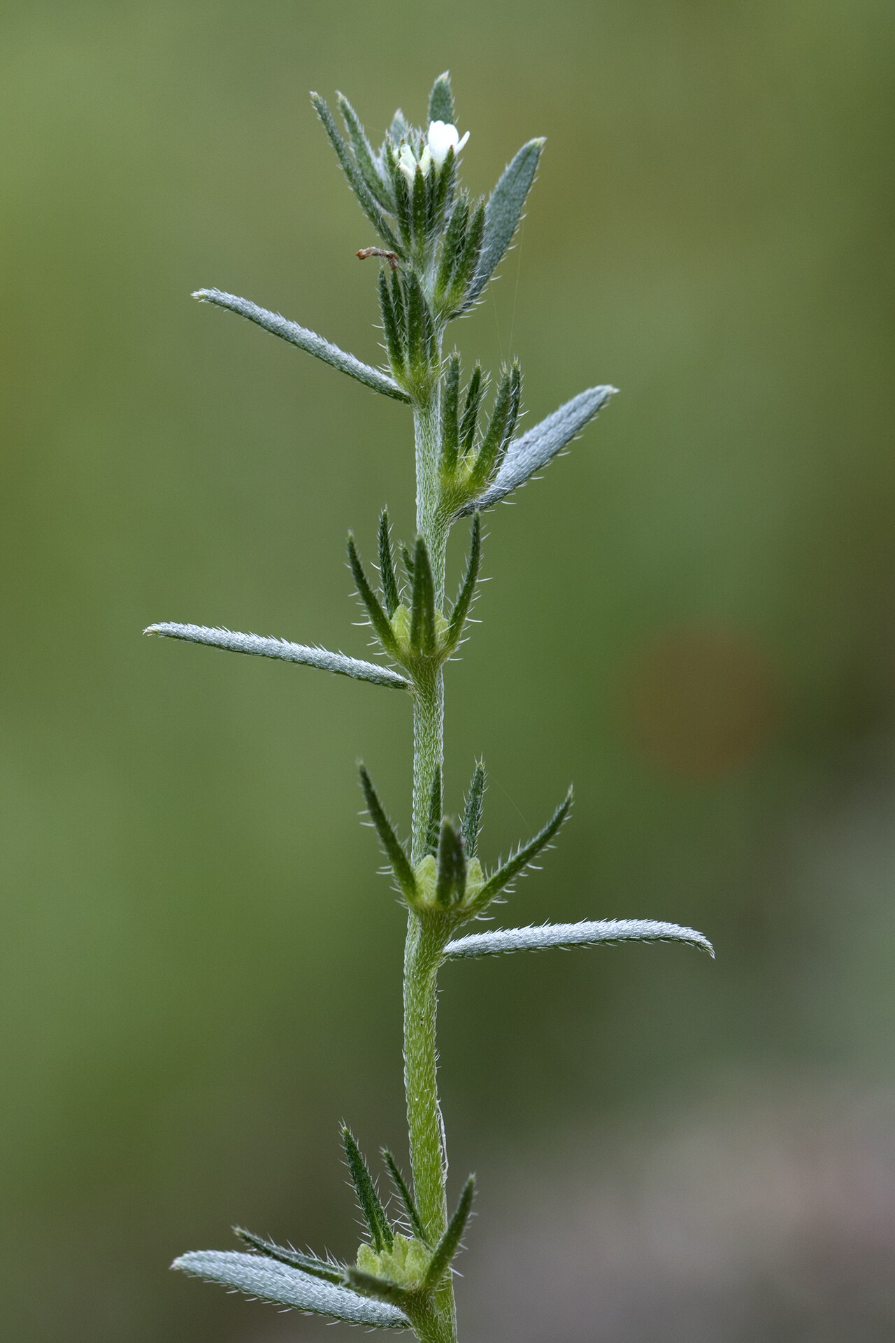Field gromwell