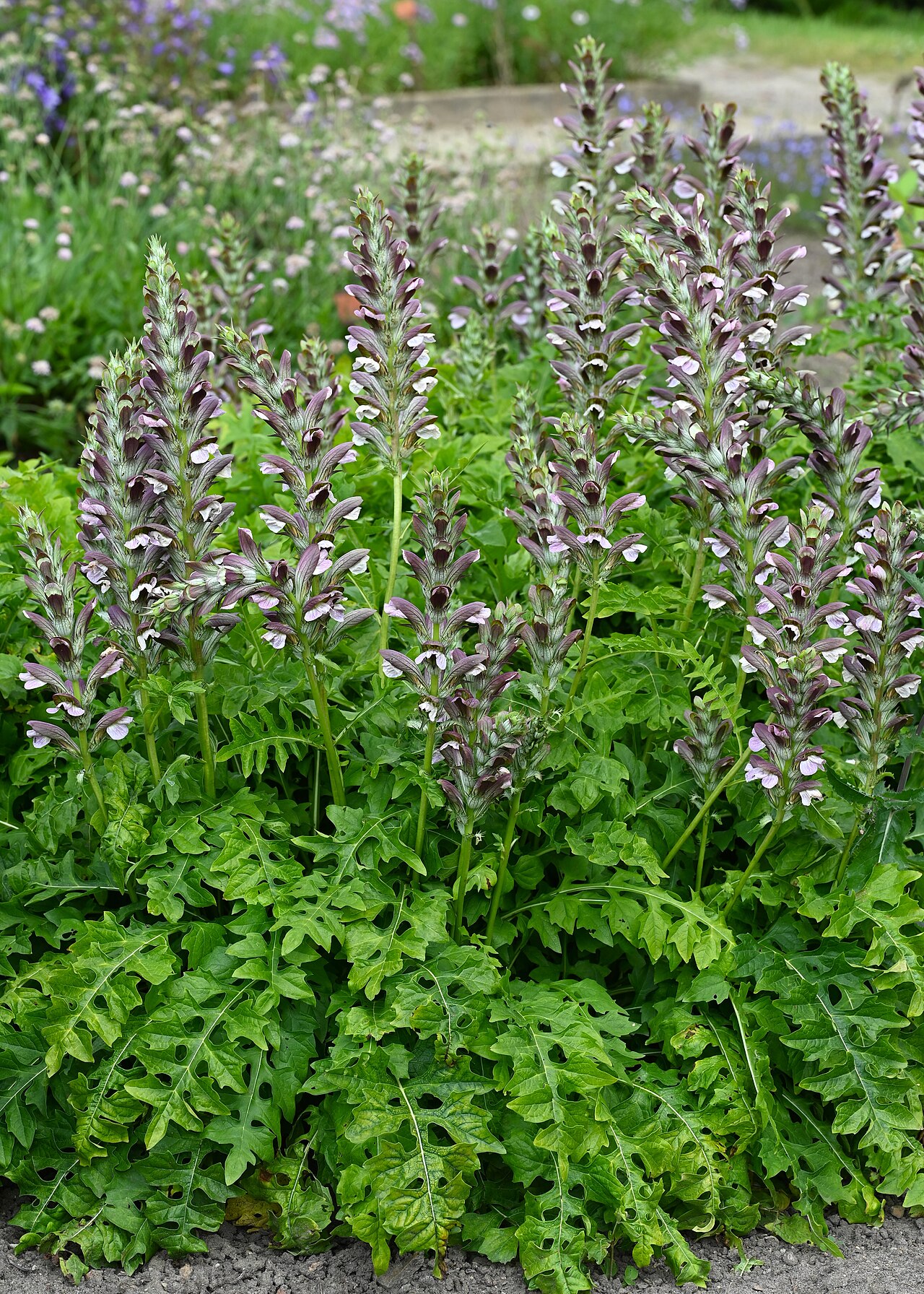 Acanthus longifolius