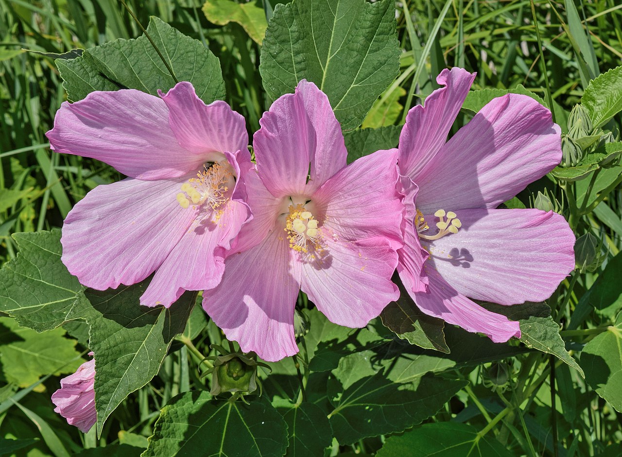 Rosa palustris