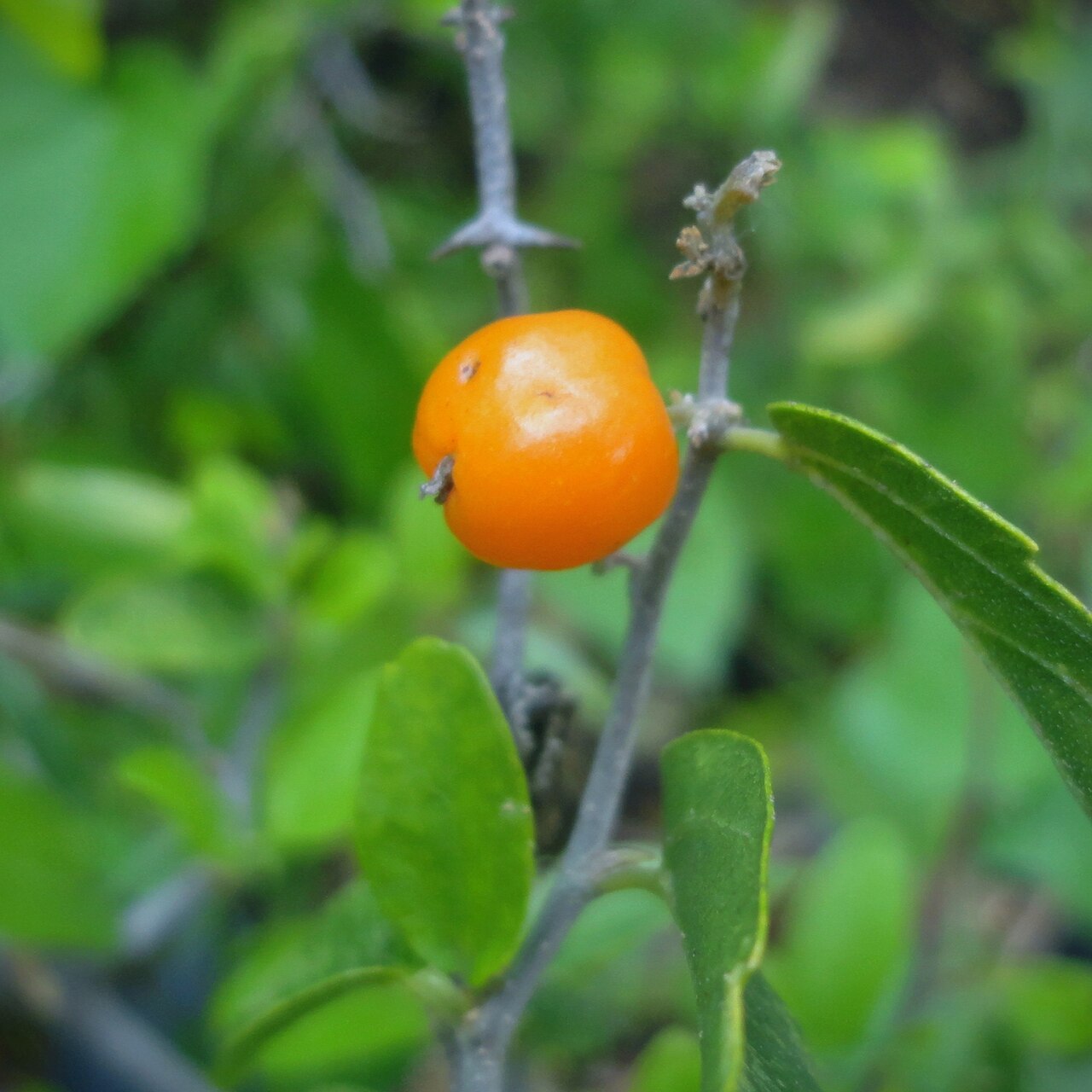 Celtis pallida