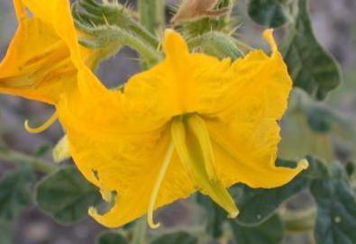 Solanum rostratum
