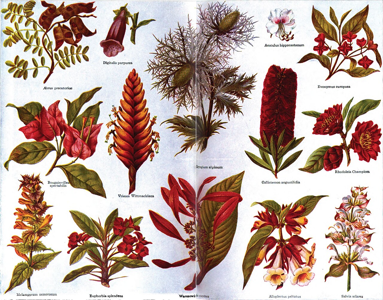Vriesea barilletii