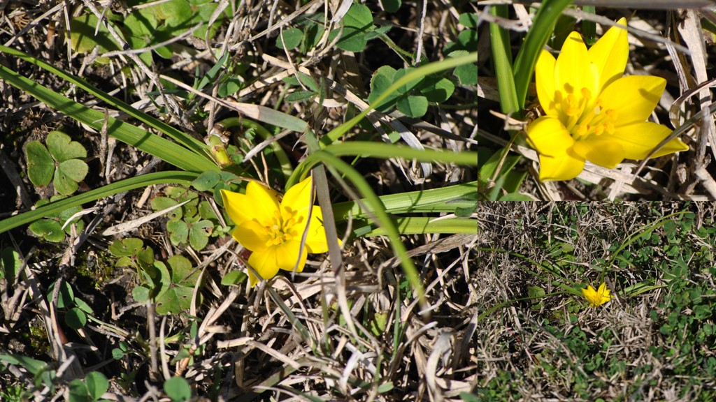 Nothoscordum dialystemon