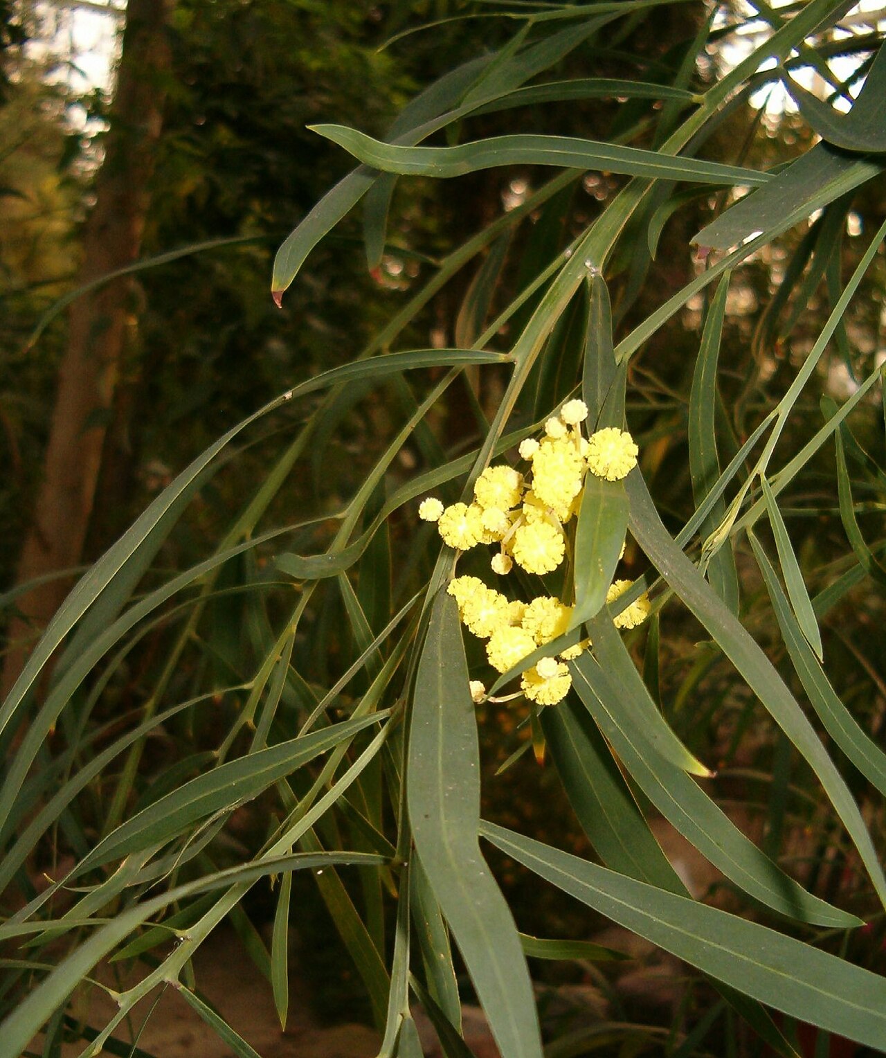 Summer-scented wattle or skunk tree