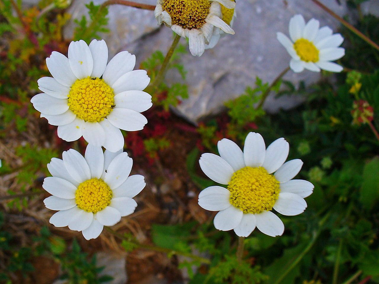 Anthemis chia