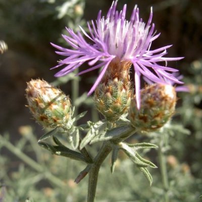 Centaurea paniculata