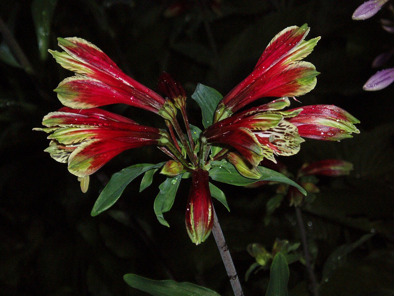 Alstroemeria psittacina