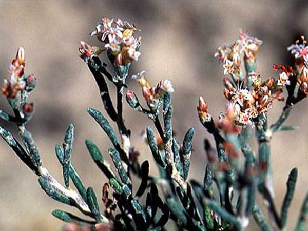 Eriogonum pelinophilum